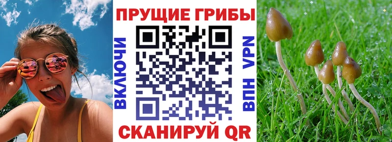 наркота  Советская Гавань  Галлюциногенные грибы Psilocybe 
